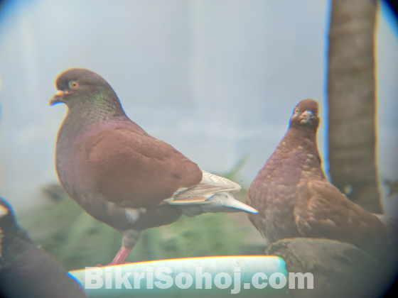 ফেন্সি কবুতর